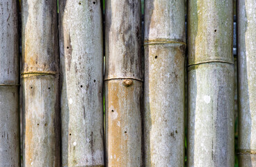 Old bamboo fence texture background