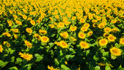 sunflower seed field top view