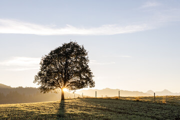 tree in the morning sun on a field countryside, sunlight through the tree, bluesky and golden hour, Hills in the background