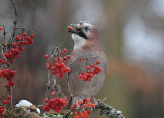 Eichelhäher auf Wurzel