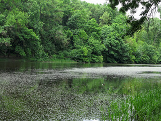 Beautiful fresh green forest tree branches over lake calm water surface