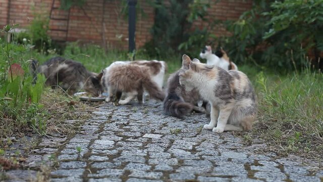 A flock of homeless dirty cats eat food on the street. Summer, evening, shadow, close-up.