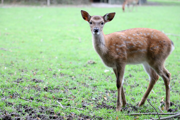 Rehkitz auf grüner Wiese im Park,Rotwild, Jungtier, 