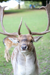 Rothirsch, zufrieden, mit Geweih auf Wiese im Park