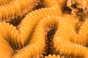 Close up, macro of coral morphology in the reef of the Caribbean Sea, Curacao