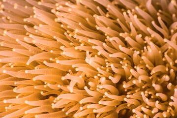 Close up, macro of coral morphology in the reef of the Caribbean Sea, Curacao