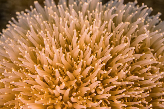 Close up, macro of coral morphology in the reef of the Caribbean Sea, Curacao