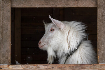 A white goat of the Zaanen breed on a dark background in a wooden frame. A window in the barn, a place for text. Concept: lifestyle, home farm, goat breeding, animal husbandry, ecological product.