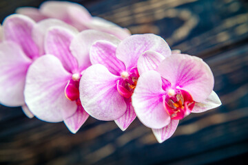 A branch of purple orchids on a brown wooden background
