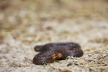snake viper in the swamp, reptile in the wild, poisonous dangerous animal, wildlife