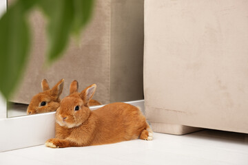 Cute little red bunny,rabbit relaxing,having rest,lying near mirror on floor in light modern scandinavian interior, indoors ,full body,profile.Adorable pet,animal,lifestyle.Copy space