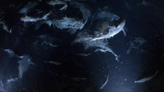 verschiedene Fische (Stachelrochen, Riesen-Stachelmakrele und Haie) werden mit Fischresten gef&uuml;ttert