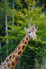 Giraffe