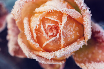 Frosty autumn morning with flower