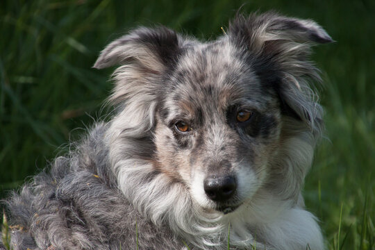 Grautier, Kopfportrait einer wundersch&ouml;nen Australian Shepherd Dame sitzend im hohen Gras im Sommer mit dem Blick zur Seite