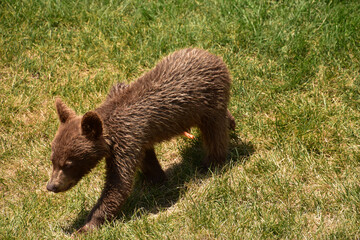 Obraz premium Sweet Cinnamon Black Bear Cub Walking Away