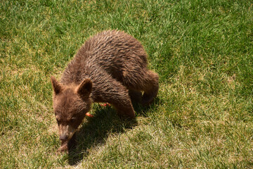 Cute Ambling Baby Black Bear in a Yard