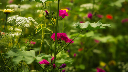 Red flower with beautiful petals individually depicted on a flower meadow.