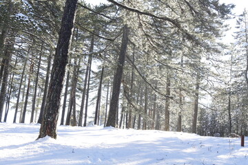 the sun’s rays in the treetops 