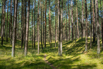 Fototapeta na wymiar pathway in summer forest