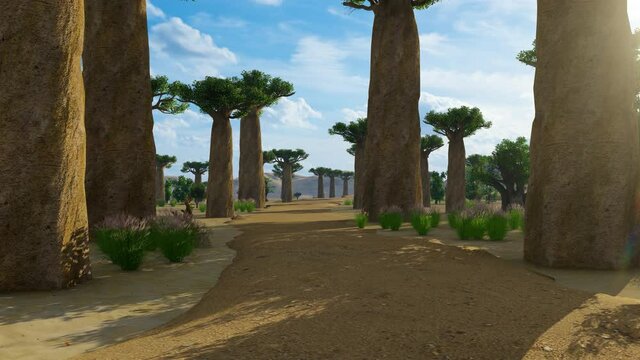 Baobab Trees Forest, Famous Avenue of the Baobabs in Madagascar, Africa