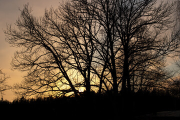 Shadows of tree branches against a yellow sky at sunset