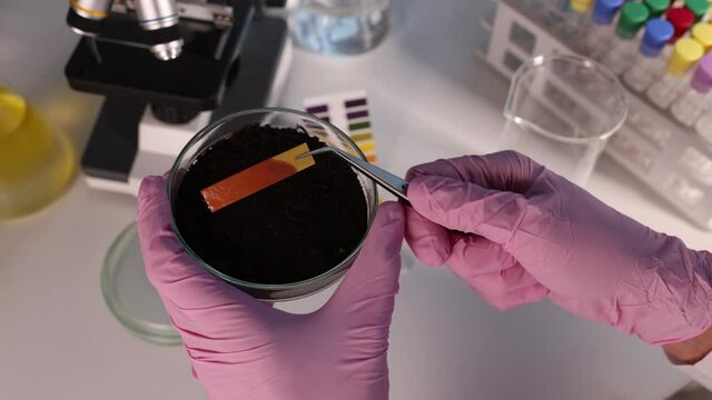 Scientist chemist applying litmus paper to petri dish with soil in laboratory closeup 4k movie
