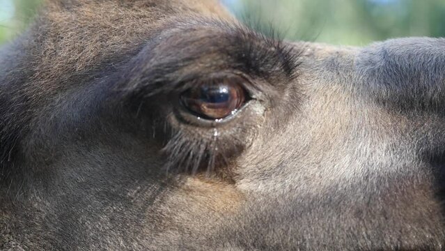 An eye and a camel tear, close-up.