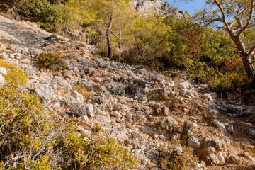 rocky hill in the summer forest