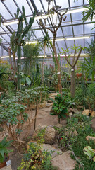 winter garden, greenhouse, greenhouse with tropical plants