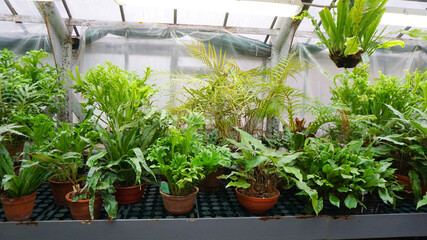 winter garden, greenhouse, greenhouse with tropical plants