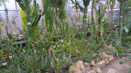 winter garden, greenhouse, greenhouse with tropical plants