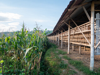 Two beautiful chicken coops near a vegetable garden.