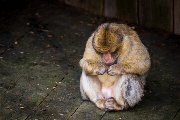 Affe
