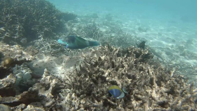 Viele verschiedene Fische schwimmen in einem Korallenriff