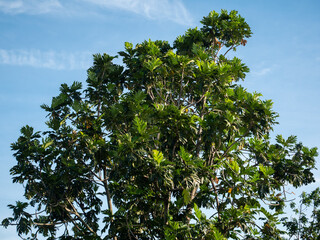 Green leaves against the sky