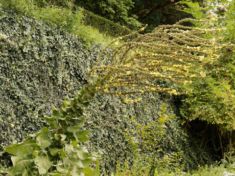 Verbascum olypicum ou molène d'Olympe décorant un massif avec son feuillage basale dense et feutré d'où émergent de nombreuses tiges à fleurs jaune en épis 