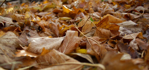 Autumn background - fallen brown leaves. Shallow depth of field
