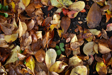 Autumn background - fallen brown leaves