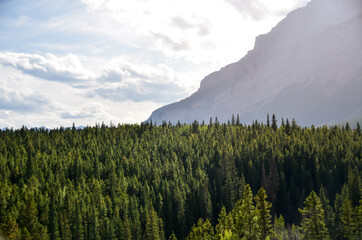 Landscape of mountain range with pinetree forest in Canada