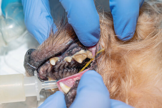A lot of tartar/calculus dental in the dog on the corner teeth. At the base of the teeth noticeable pus