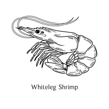 Whiteleg Shrimp, Vannamei. Vector illustration with refined details and optimized stroke that allows the image to be used in small sizes (in packaging design, decoration, educational graphics