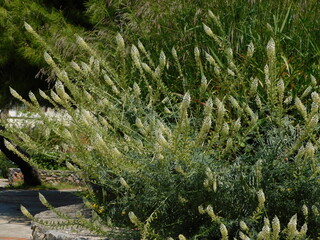 White mignonettes or reseda alba, plants in a green field in Attica, Greece