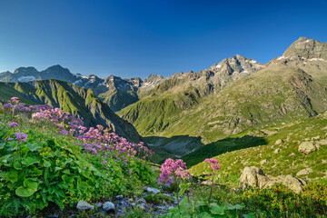 Growth of pink flowers on sunny day at Refuge de Vallonpierre, Ecrins National Park, France