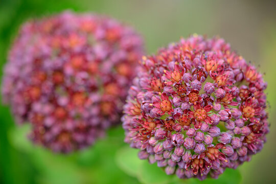 Pink Rhodiola Flower At Vanoise National Park, France