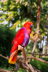 Red eclectus parrot on a branch in the wild.