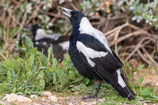 Australian magpie (Gymnorhina tibicen) standing outdoors