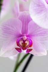 Fototapeta na wymiar Close up Orchidee - Knabenkräuter