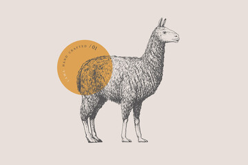 Hand-draw of a walking alpaca or llama on a light background. Animal in vintage engraving style. Vector retro illustration.