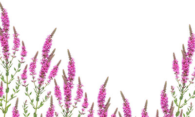 Pink purple loosestrife wild flowers, floral card isolated on white background
